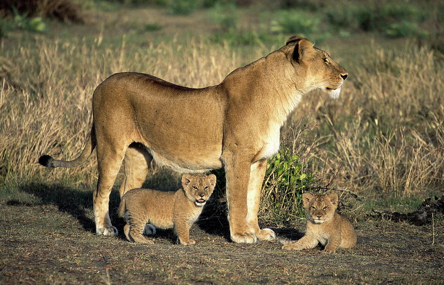 Lioness With Cubs Photograph by Copyright Ian Macfadyen