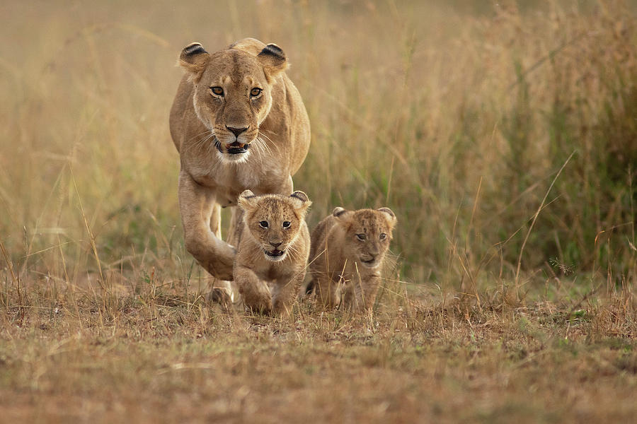 Lioness With Cubs Photograph by Santanu Nandy