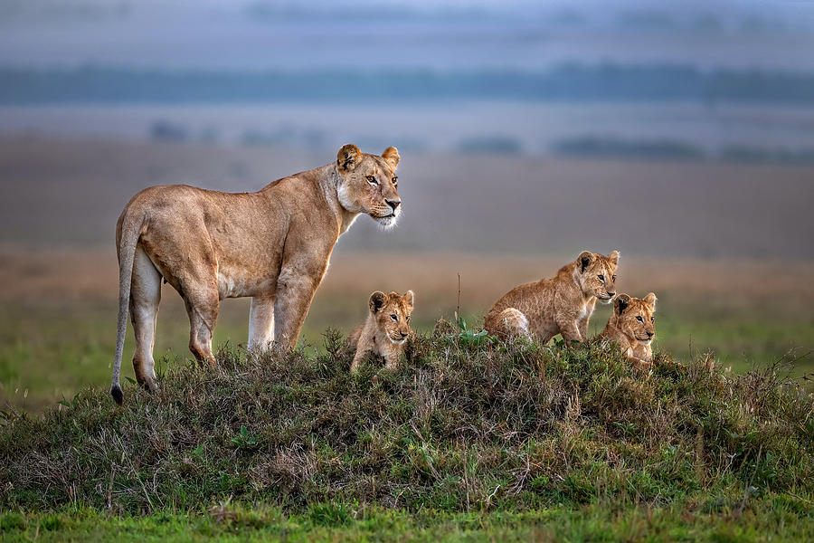 Lioness With Cubs Photograph by Xavier Ortega - Fine Art America