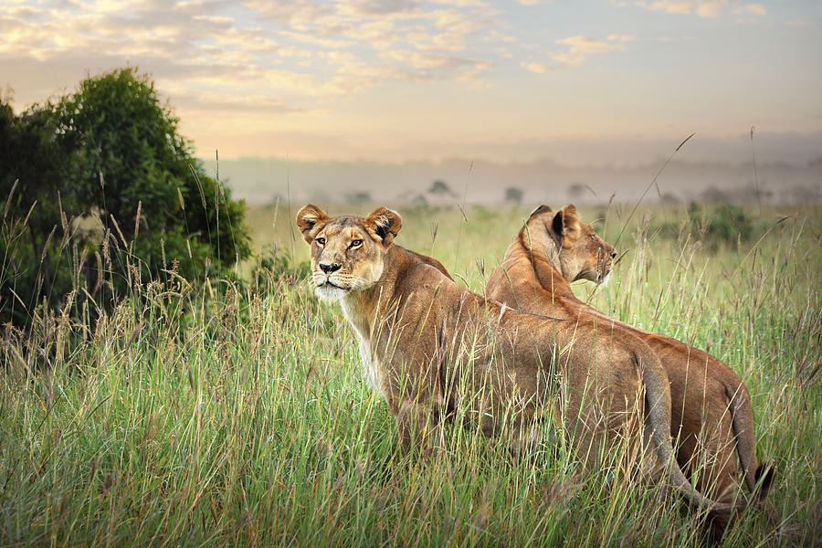 Lionesses Photograph by David Lazar