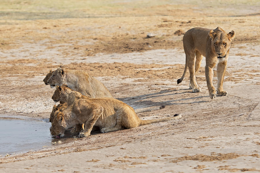 Lion Photograph - Lionesses by Marco Pozzi