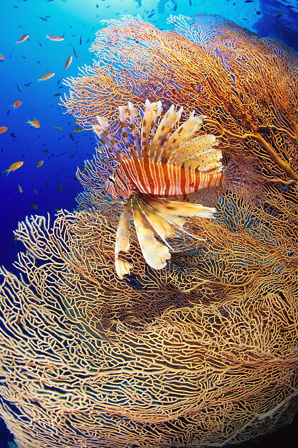 Lionfish And Gorgonia Digital Art by Manfred Bortoli