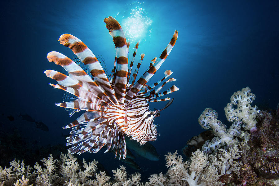 Lionfish Photograph by Cédric Péneau | Fine Art America