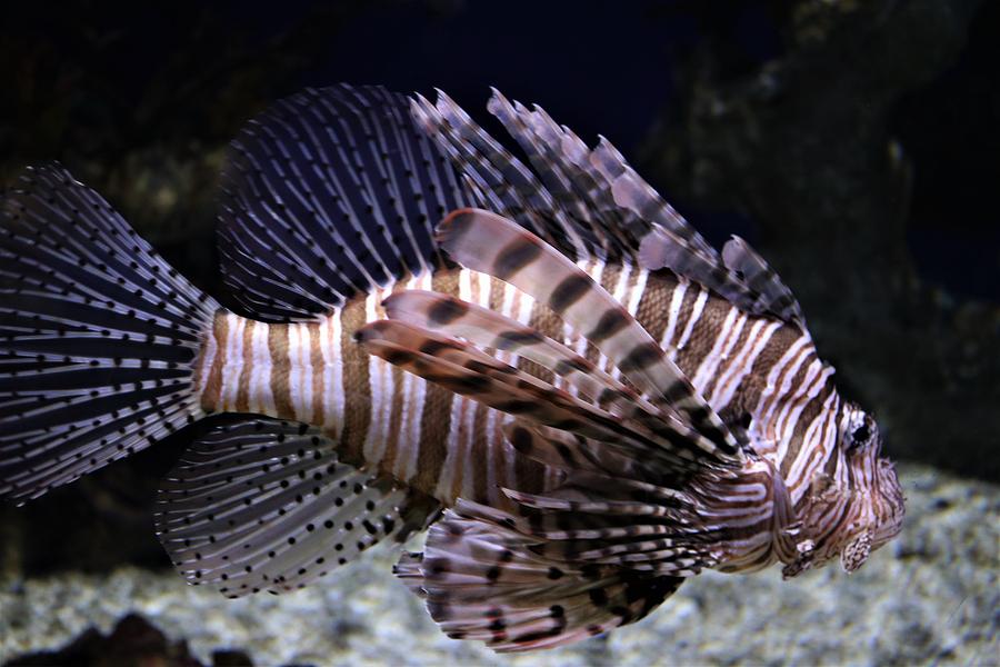 Lionfish Photograph by Christopher James