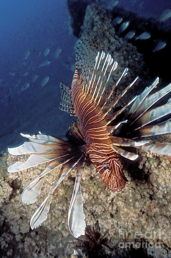 Lionfish Photograph by Clay Coleman/science Photo Library