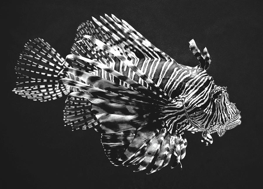 Lionfish Photograph by Lucie Dumas
