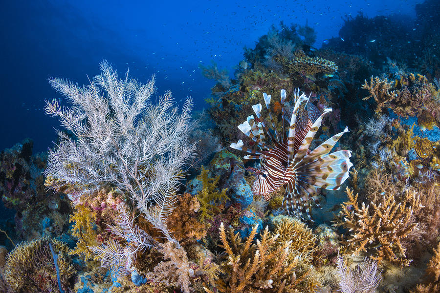 Lionfish On The Reef Photograph by Barathieu Gabriel