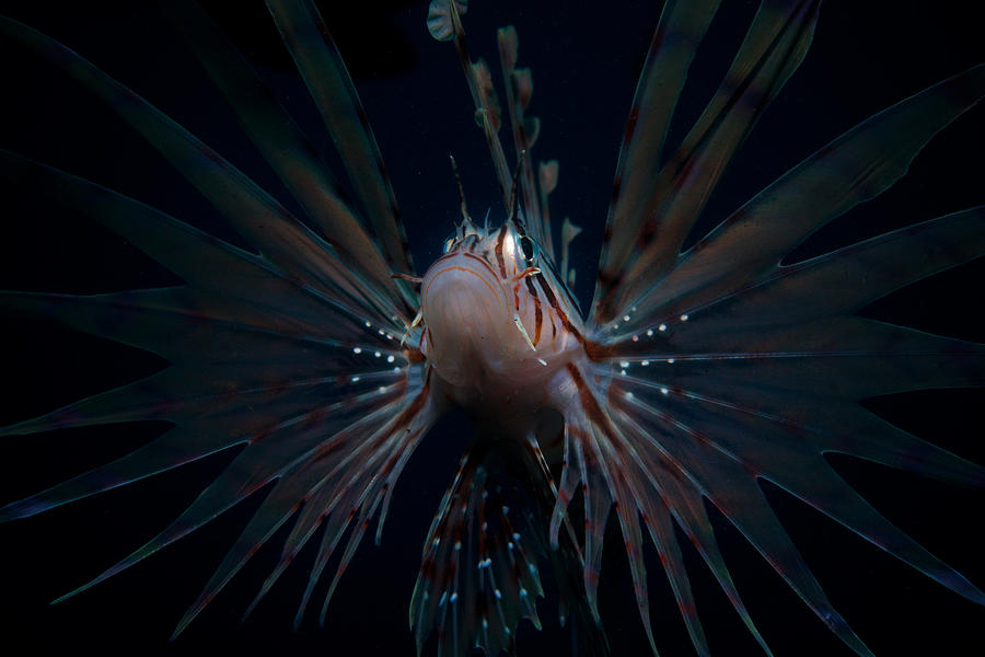 Lionfish Poser Photograph by Marc Van der Poel | Fine Art America