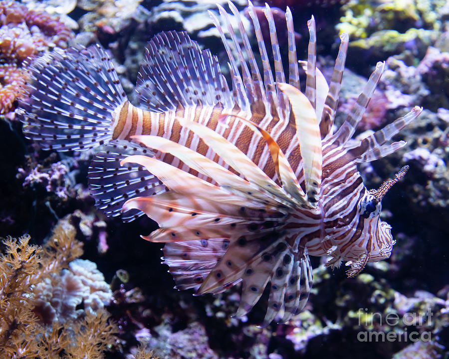Lionfish R1355 Photograph by Wingsdomain Art and Photography