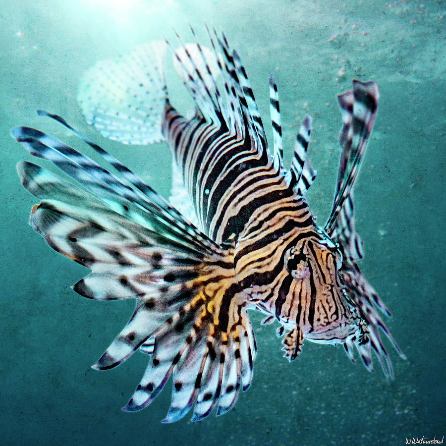 Lionfish Photograph by Weston Westmoreland