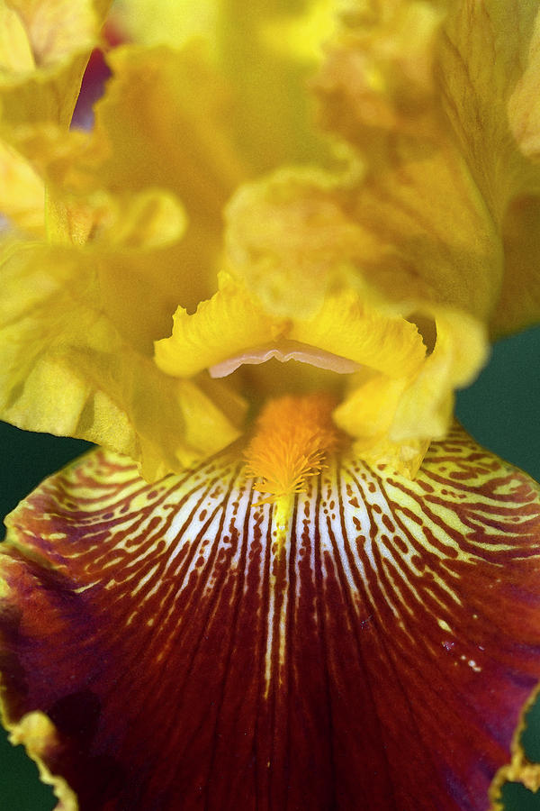 Lionhearted Gold and Wine Tall Bearded Iris Closeup Photograph by Kathy Clark