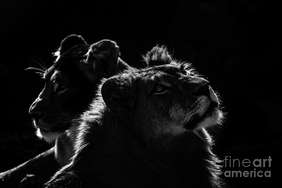 Lions Against Black Background by Thomas Kleemann / Eyeem