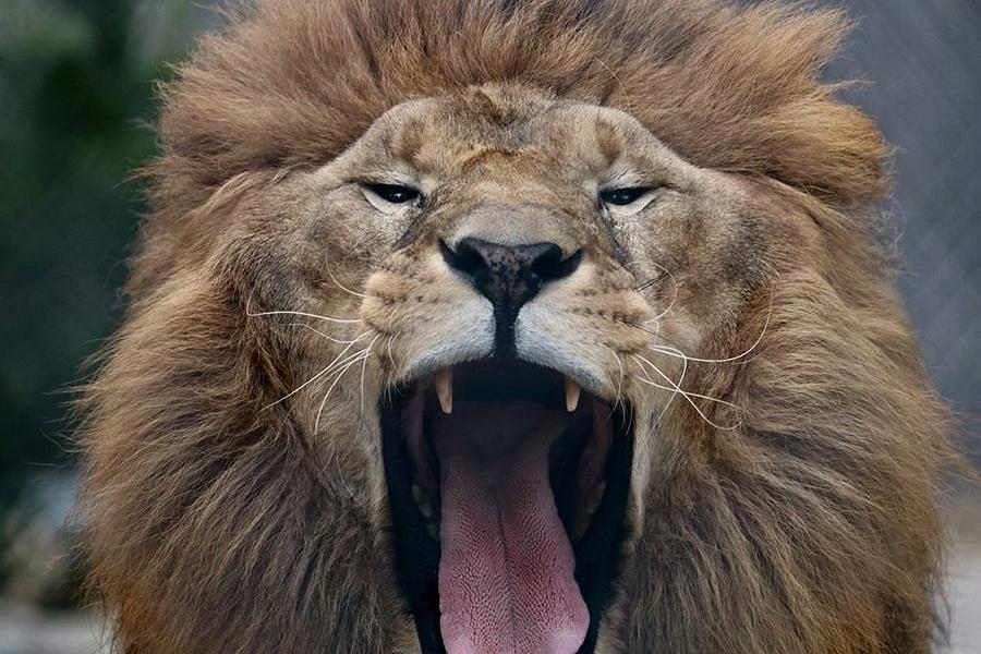 Lions Photograph by Amanda Lenard - Fine Art America