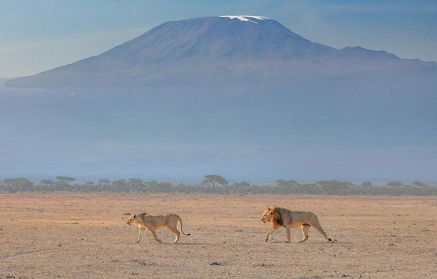 Lions & Kilimanjalo Photograph by Dinglu (xh) Yang