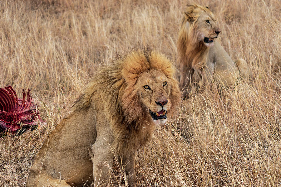 Lions and Their Kill Photograph by Betty Eich