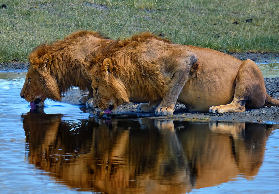 Lions At The Watering Hole Photograph by Semion Shuster - Fine Art America