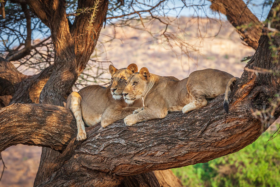 Lions Can Not Climb Trees Photograph by Jeffrey C. Sink