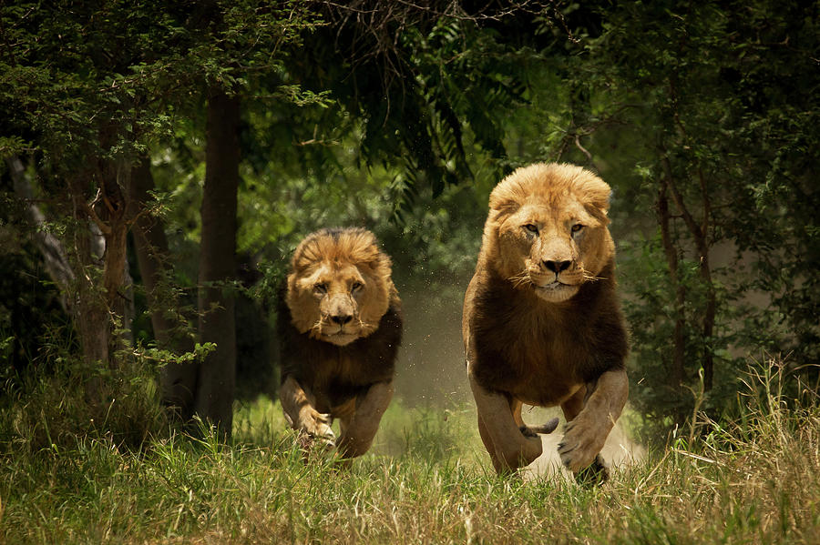 Lions Photograph by Carole Deschuymere