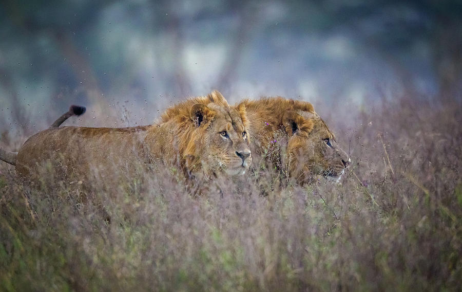 Lions Coming Through The Heather Photograph by Jeffrey C. Sink