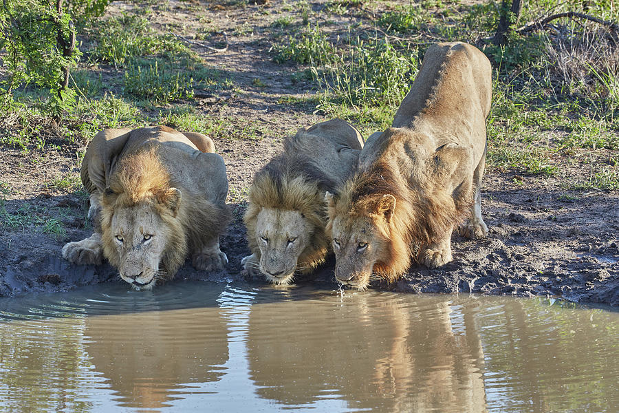 Lions Drinking At A Waterhole Krueger National Park, South Africa ...