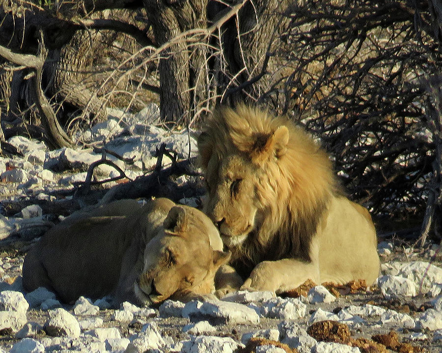 Lions Photograph by Eric Pengelly
