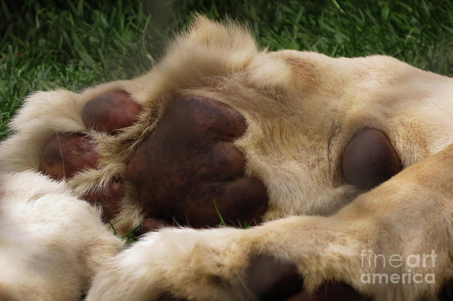Lion's Feet by Mary Mikawoz Lion's Feet by Mary Mikawoz