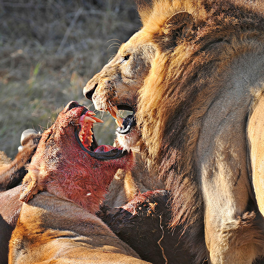 Lions Fight Photograph by Ignacio Palacios