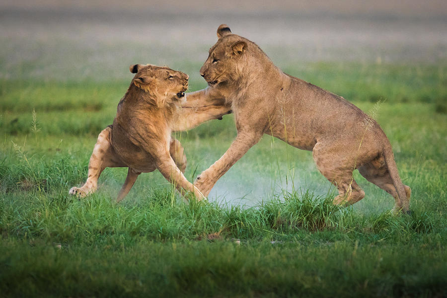Lions Game Photograph by Kirill Trubitsyn