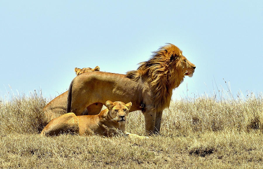 Nature Photograph - Lions by Giuseppe Damico