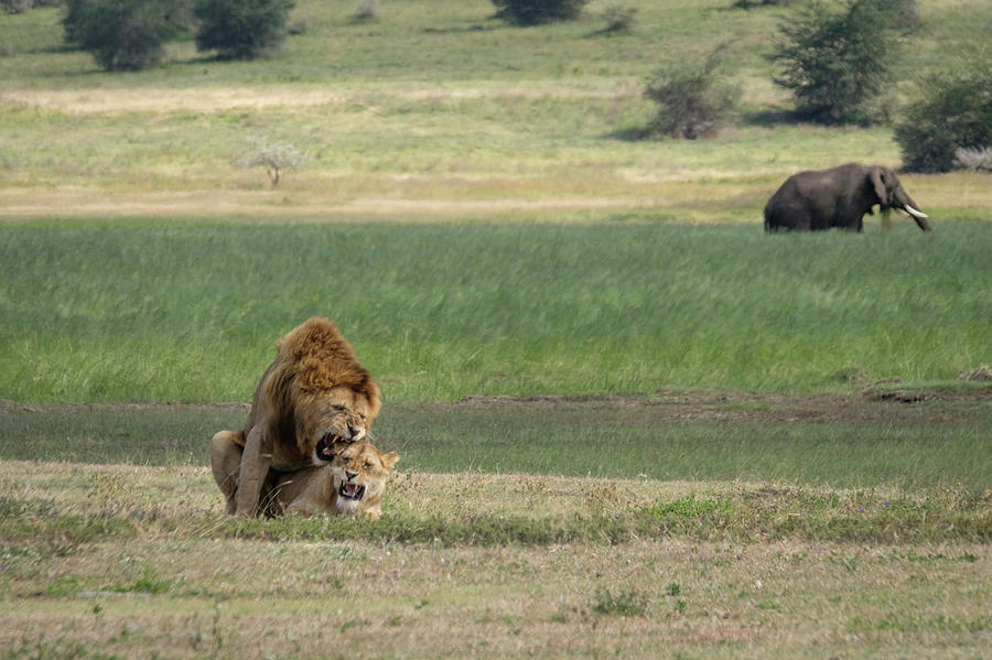 Lions in Love Photograph by Mary Lee Dereske