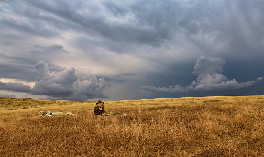 Lions In Serengeti National Park Photograph by John Wang