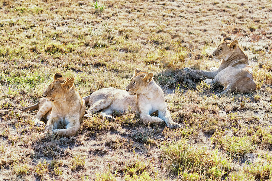 Lions  In Serengeti National Park, Tanzania. Photograph