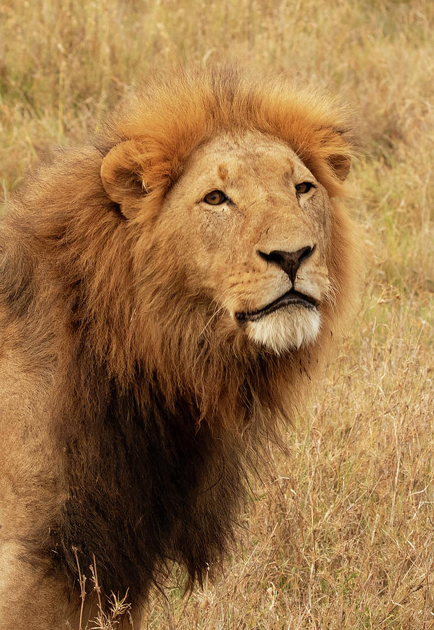 Lions Intent Stare Photograph by Kathy Mansfield Lions Intent Stare Photograph by Kathy Mansfield
