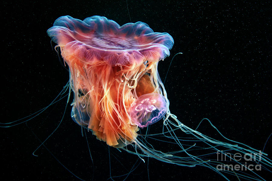 Lion's Jellyfish With Common Jellyfish Photograph by Alexander Semenov ...