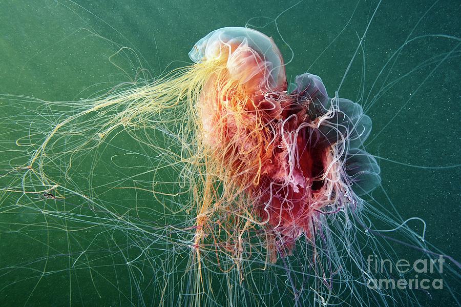 Nature Photograph - Lions Mane Jellyfish Cannibalism by Alexander Semenov/science Photo Library