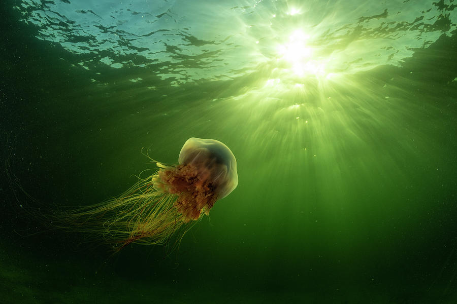 Lions Mane Jellyfish Drifting, Off Nova Scotia, Canada Photograph By 