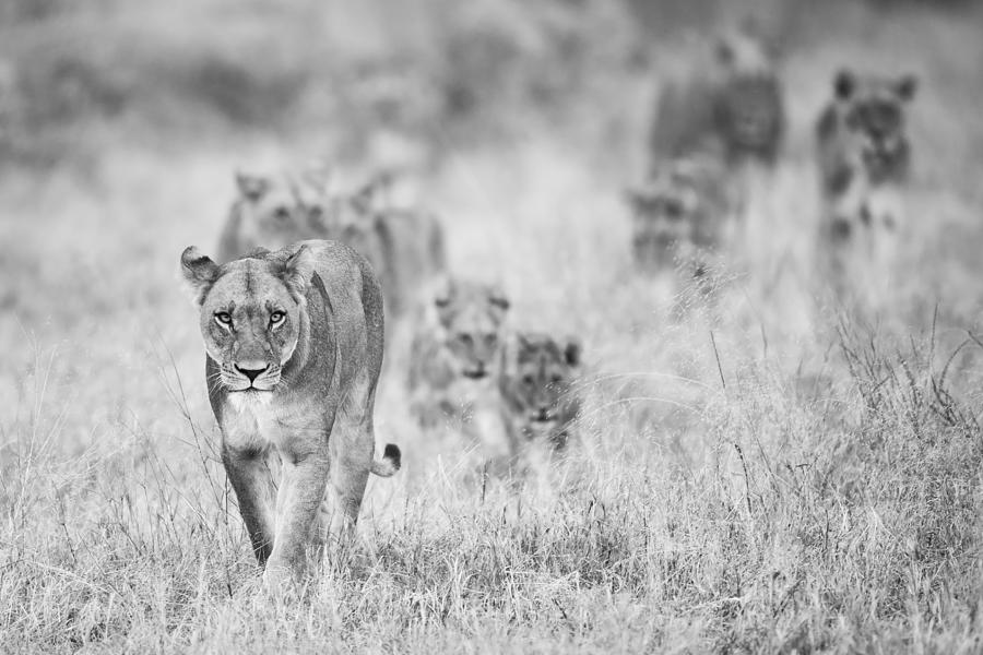 Lion Photograph - Lions by Marco Pozzi