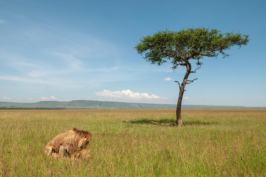 Lions Mating (panthera Leo), Masai Mara National Reserve, Kenya Digital ...