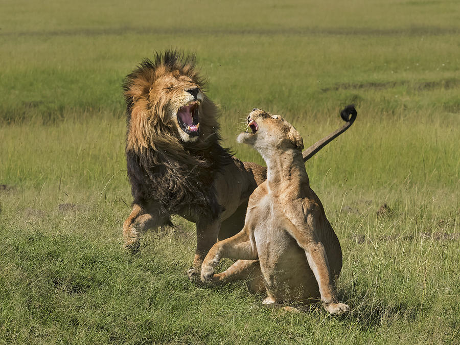 Lions Mating Photograph by Yun Wang - Pixels