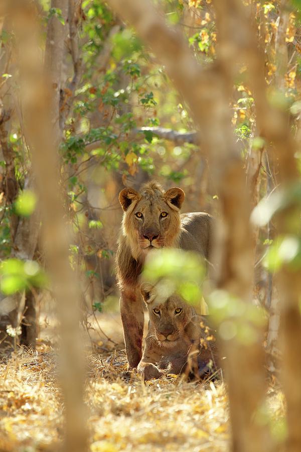 Lions Panthera Leo Mana Pools National Park Zimbabwe Africa