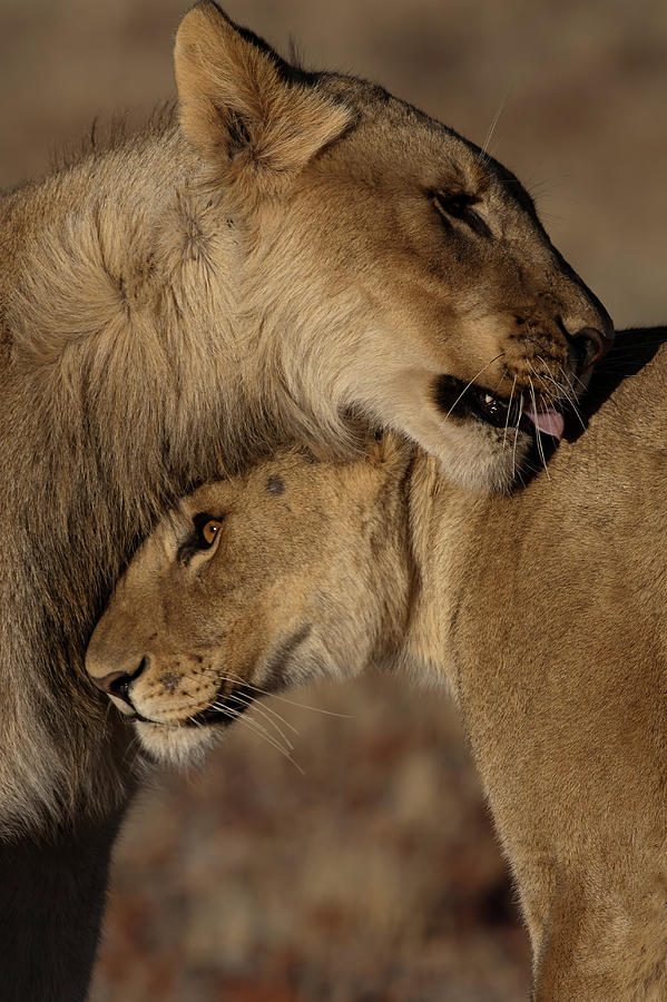 Lions Panthera Leo Pair Bonding Photograph by Dave Hamman