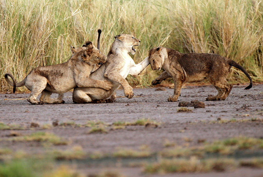 Lions Play in Amboseli National Park Photograph by Goran Tomasevic ...