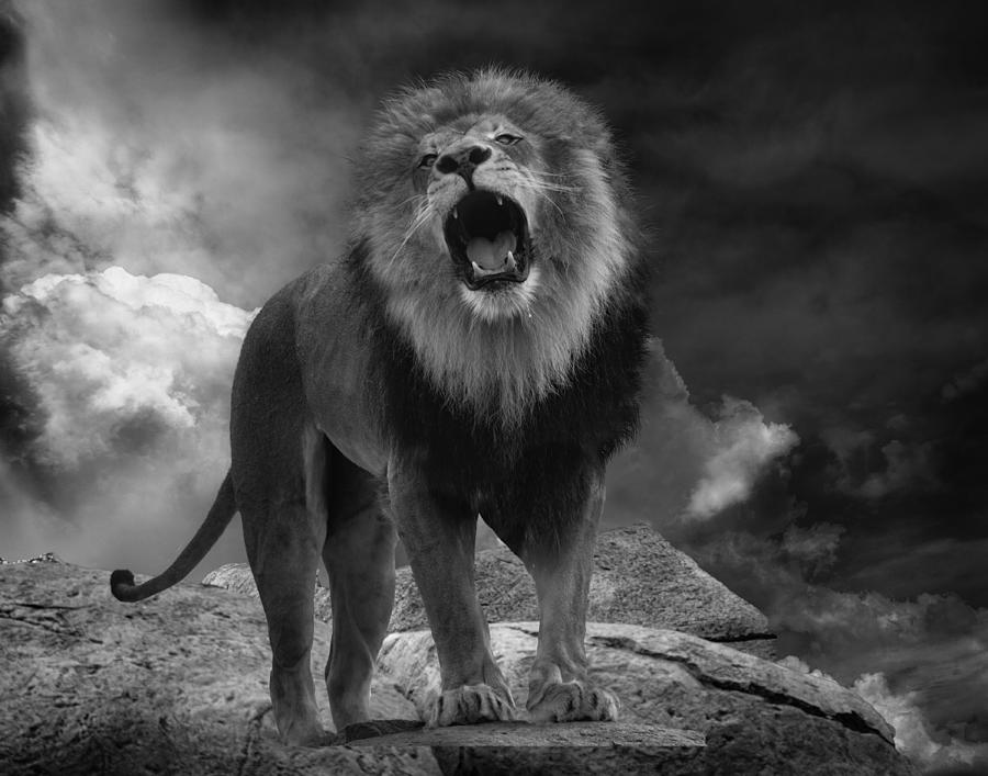 Lion\s Roar Photograph by Krystina Wisniowska