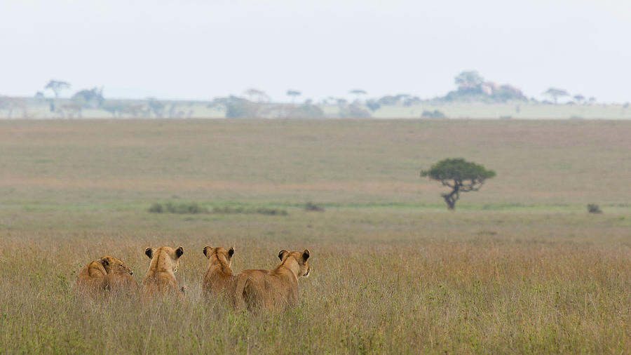 Lions, Serengeti Photograph by Wavelet Photography