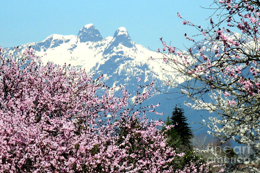 Lions Spring view by Frank Townsley Lions Spring view by Frank Townsley