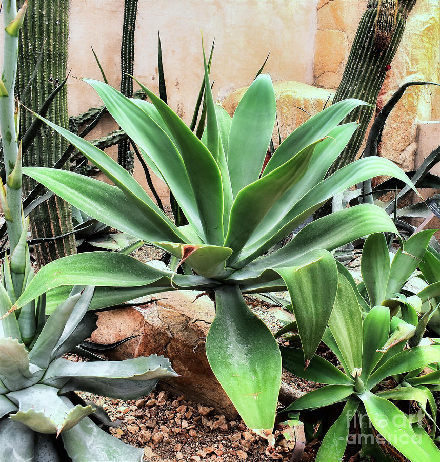 Lion's Tail Agave by James Fannin Lion's Tail Agave by James Fannin