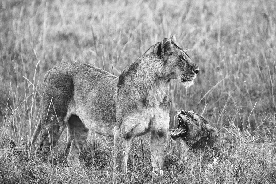 Lions Photograph by Vedran Vidak