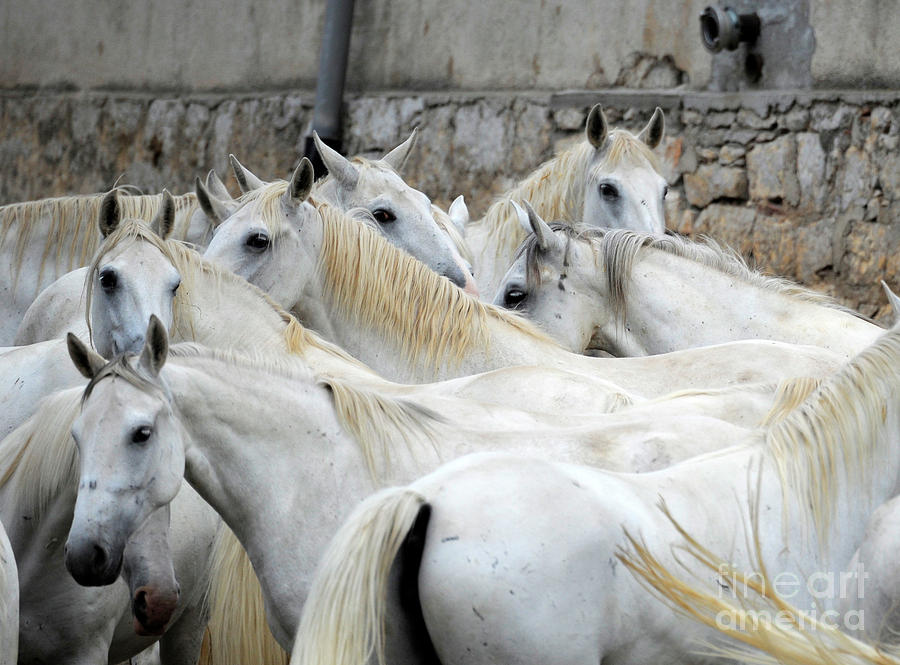 Lipizzan mares of Lipica, #483 Photograph by Carien Schippers