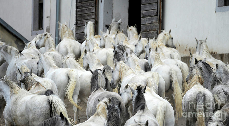 Lipizzan mares of Lipica #711 Photograph by Carien Schippers