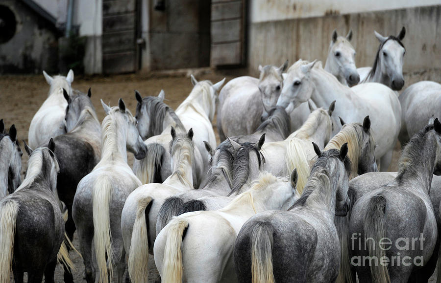 Lipizzan mares of Lipica #9096 Photograph by Carien Schippers